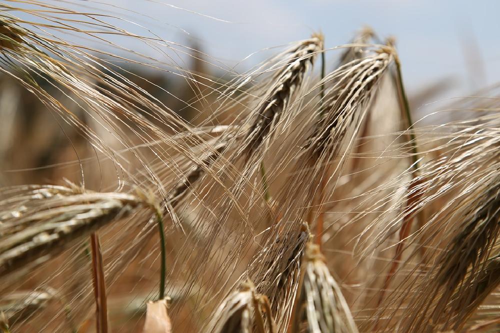 O co właściwie chodzi z tym glutenem?